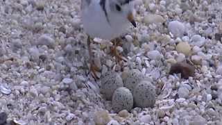 Working with partners to conserve piping plovers on the shores of Massachusetts [upl. by Akinar]