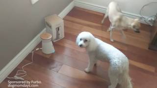 Furbo Dog Camera Product Review [upl. by Nataline]