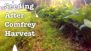 Comfrey Leaf Harvest  Follow Up Two Weeks Later [upl. by Ofella]