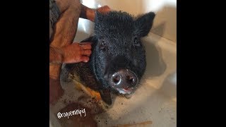 Baño de cerdo minipig [upl. by Trabue]