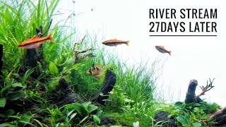 27 DAYS LATER  RIVER STREAM UPDATE  Relaxing video [upl. by Pierro]