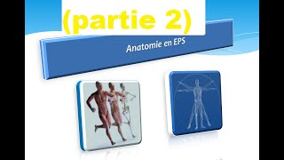 Anatomie en EPS  anatomie fonctionnel partie 2 [upl. by Mayes]