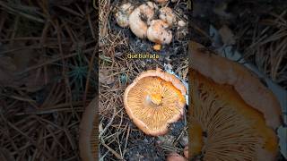 LACTARIUS 👉🍄 lactarius niscalos mushroom micologia nature seta foryou parati fungi food [upl. by Bueschel]