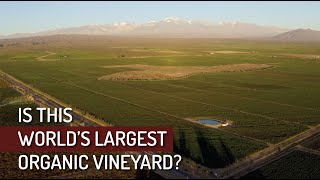 Touring One of The LARGEST Organic Vineyards in The World [upl. by Zephan]