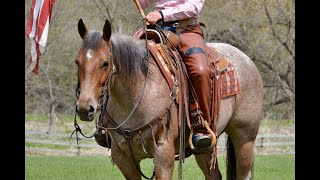 A Little Reyvolver“Sweets” 2018 AQHA Mare offered June 17th at cowgirlcadillacshorsesale in Sheridan WY [upl. by Grube]