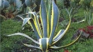 Plantes Grasses  Aloe Gymnocalycium Espostoa Cereus Echinocactus [upl. by Elocin]