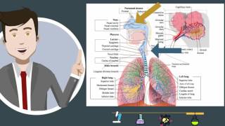 Respiratory Systemparts and function [upl. by Yasmeen]