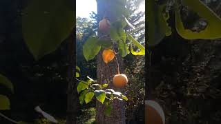 Pear Trees The Ultimate Permaculture Garden Addition [upl. by Nidroj]