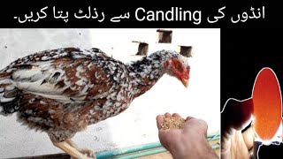 Organic Chicken Sitting on Eggs Day 10 Egg Candling Result [upl. by Nodla107]