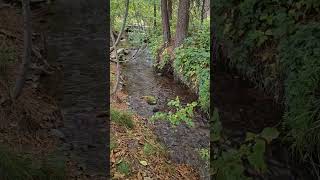 Small creek flyfishing for rainbow trout and brown trout 4wt rod and reel combo troutfishing [upl. by Beutner]