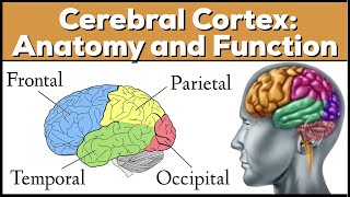 Lobes of the Brain Cerebrum Anatomy and Function Cerebral Cortex [upl. by Yolanda126]