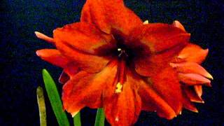 Amaryllis Bulb Red Pearl Hippeastrum [upl. by Shulins]