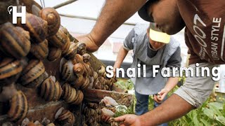 🐌 Awesome Snail Farming Technology  Snail Harvesting and Processing  Snail Benefits  Happy Farm [upl. by Valley]