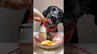 Breakfast time🍳puppy dog dogfood shorts ytshorts youtubeshorts [upl. by Ekyt]