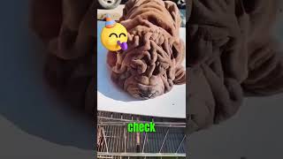 The Wrinkliest Dog You’ve Ever Seen 😂 [upl. by Anthia]