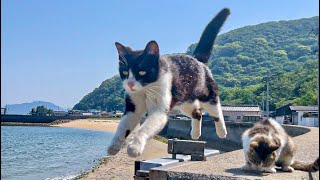 可愛すぎる！人懐っこい猫が暮らす癒しの猫島で1泊2日のひとり旅【飛び猫】香川県佐柳島 [upl. by Irabaj896]