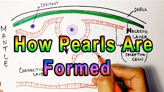 Mechanism of Pearl Formation  Detailed [upl. by Carola]