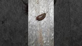 Common Pygmy Woodlouse On Bonfire Night woodlouse nature [upl. by Thor]