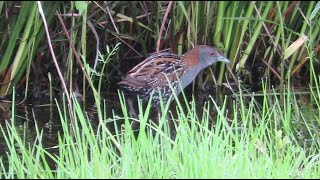 Baillons Crake  Zapornia pusilla  Kleinst waterhoen  Viersels Gebroekt  Belgium  June 5 2024 [upl. by Tessi]