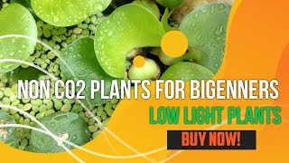 no co2 aquarium plantslow price plantsFor sale [upl. by Lukey]