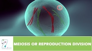 MEIOSIS OR REPRODUCTION DIVISION  PART 02 [upl. by Anonyw]