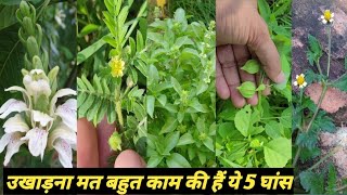 5 chamtkari ayurvedic ghas jo road pe ugate hai  5 medicinal weeds [upl. by Anaitak482]