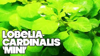 Lobelia Cardinalis Mini  3 Gallon Planted Tank [upl. by Eatnahs757]