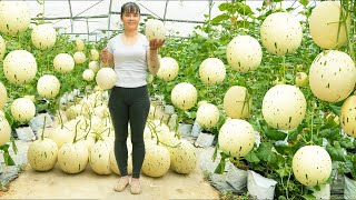 Harvesting Milk Melon Goes To Countryside Market Sell  Grow Clean Vegetable  New Free Bushcraft [upl. by Dacey]