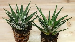 Haworthia fasciata  ZebraHaworthie  Zebra Plant [upl. by Weibel]