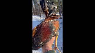 Muff American Gamefowl Stags Hoy  Sears December 2022 [upl. by Gonagle]