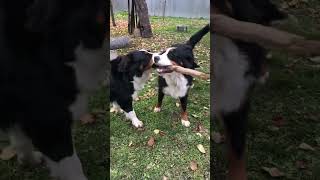 Crazy dogs playing with the stick [upl. by Keavy136]