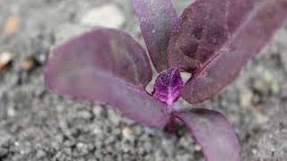 Purple Orach or Purple Mountain Spinach Atriplex hortensis [upl. by Aerdnaek740]