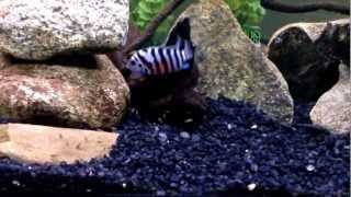 Convict Cichlid Tank Explanation [upl. by Drew]