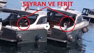 Yalı Çapkını 64Bölüm Ferit Seyranı Kız Kulesine GötürüyorParmağına Yeni Yüzük TakacakKArkası [upl. by Lorusso845]