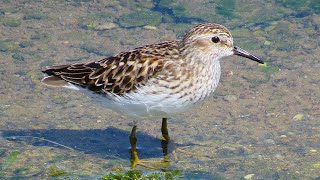 Least Sandpiper [upl. by Thordis843]