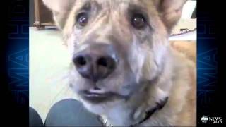 Talking Dog New Viral Video Sensation ABC [upl. by Enellek]