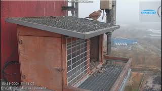 ENGiE EC Słupsk PL  Kestrels Male with visit on roof on railing he escaped me 2024 11 15 14 31 [upl. by Manville]