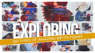 100 BETTA FISH VARIETY 100 types [upl. by Dash341]