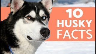 10 Things You Didn’t Know About the Siberian Husky [upl. by Anoyk678]