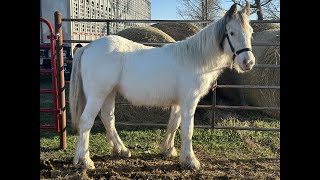 Kalona Sales Barn Inc  Kiss Lot 304  Kalona Spring Draft Horse amp Carriage Sale 32624 [upl. by Nomma715]