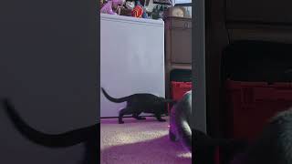 KITTENS CHASE LASER [upl. by Ellerrehc]