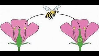 What is pollination  Self and Cross in Urdu  Hindi  English  class  grade 6 7 8 [upl. by Anavrin]