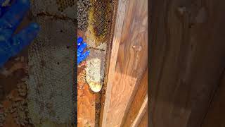 Scooping Bees By Hand Would You Dare Try This  bee beehive savethebees shortvideo [upl. by Hoi]