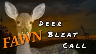 DeerFawn Bleat Call [upl. by Marilou]