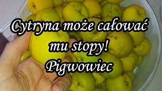 Jadymy z Pigwowcem  winko i dżym [upl. by Eiznek413]