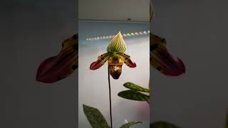 Orchid Spotlight  Paphiopedilum venustum one of my favourite Slipper Orchids shorts [upl. by Falito]