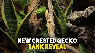 Building My Crested Gecko A Bioactive Tank  Viperia Vivarium [upl. by Damal]