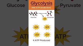 ATP production in glycolysis shorts biology glycolysis [upl. by Acey]