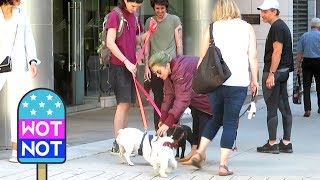 Lady Gaga Stops to Pet Her French Bulldogs with Dog Walker [upl. by Leyla]