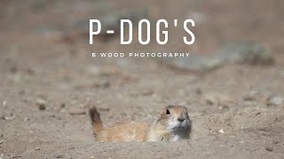 Blacktailed Prairie Dog Cynomys ludovicianus  4 Interesting amp Fun Facts 🐿️ [upl. by Sammer]